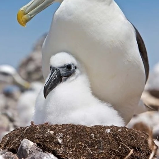 Australia  Tasmania  Bass Strait Shy albatross with chick Poster Print by Rebecca Jackrel (24 x 36)