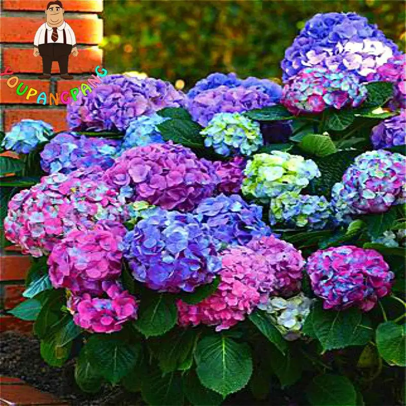 Rainbow Hydrangea Seeds Indoor Balcony Bonsai Plants