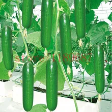 100 pcs big cucumber seeds rare NO-GMO delicious cucumber fruit and vegetable seeds for home garden planting