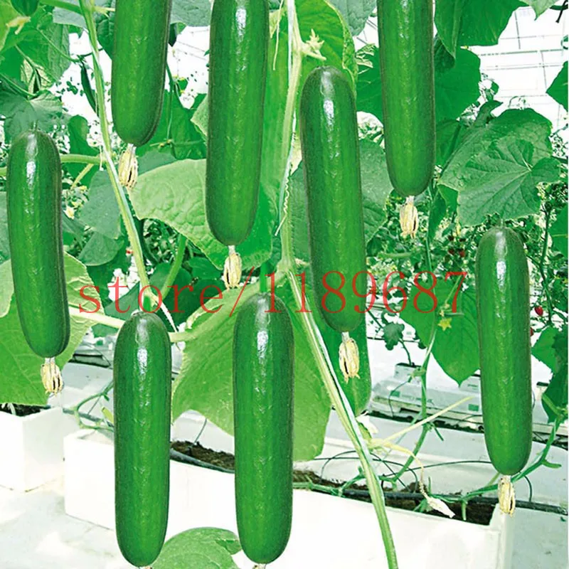 Buy 100 pcs big cucumber seeds rare NO GMO delicious