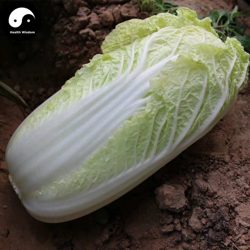 Buy Buy Baby Cabbage Vegetables Semente 800pcs Plant
