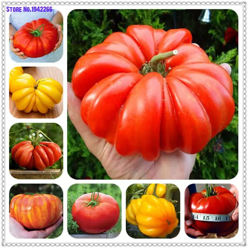 

100pcs Giant Tomato plants Organic Heirloom plants Vegetables Perennial Non-GMO Plant Pot For Home Garden Planting Tulip Bulbs