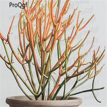 

2Pcs Euphorbia tirucalli Mini