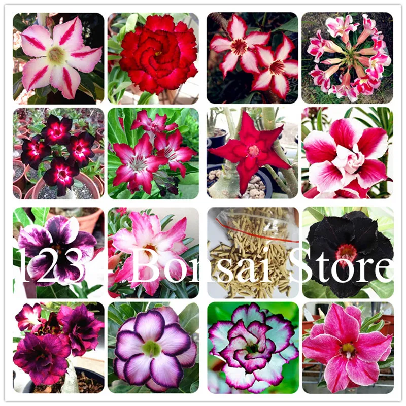 Big Promotion! 100 pcs Adenium Obesum Desert Rose Bonsai Plant Seedsfor Home Garden World Rare Beautiful Flowers Purify the Air