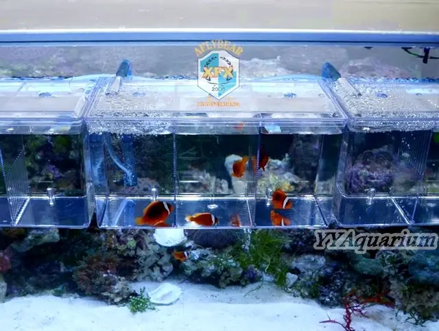 online shop acrylic fish