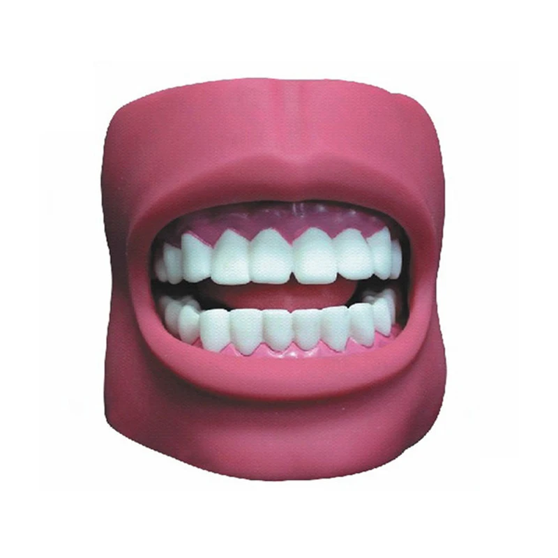 

1:1 Large Good Quality Oral Simulation Practice System Dental Phantom Head for Dental School Tooth Care Health Model with Cheek