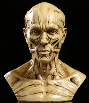 

Human body simulation resin model resin crafts home furnishings art painting sketch teaching