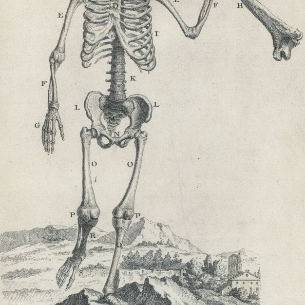 Osteographia  1733 Poster Print by Science Source (24 x 36)