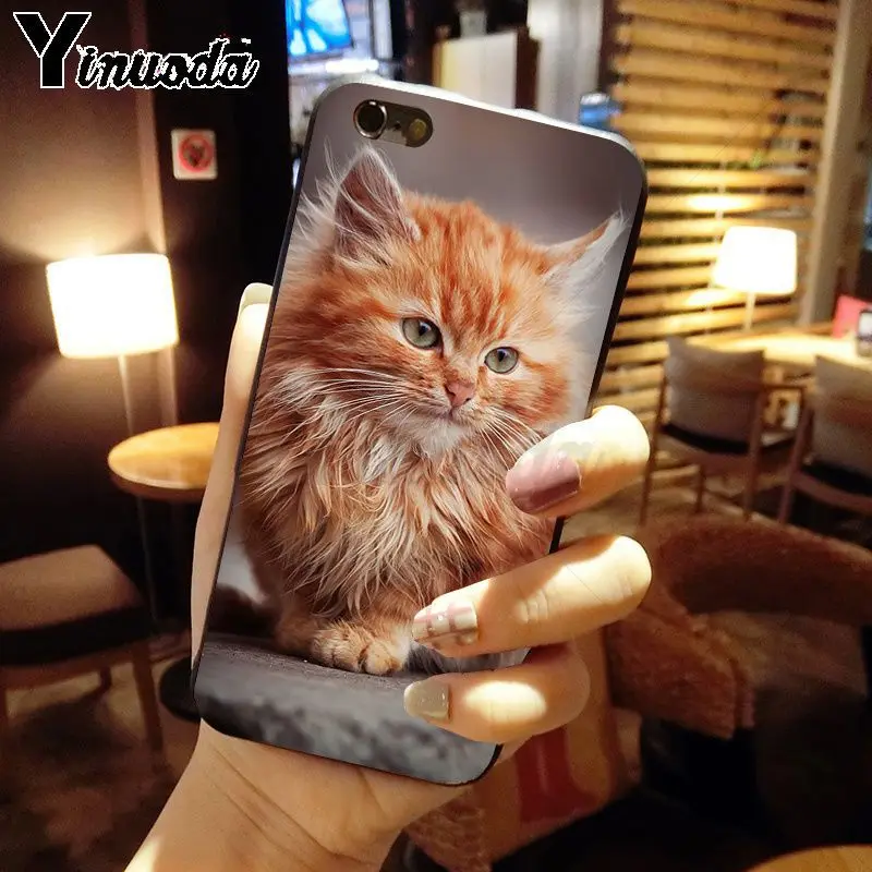 pet maine coon cat