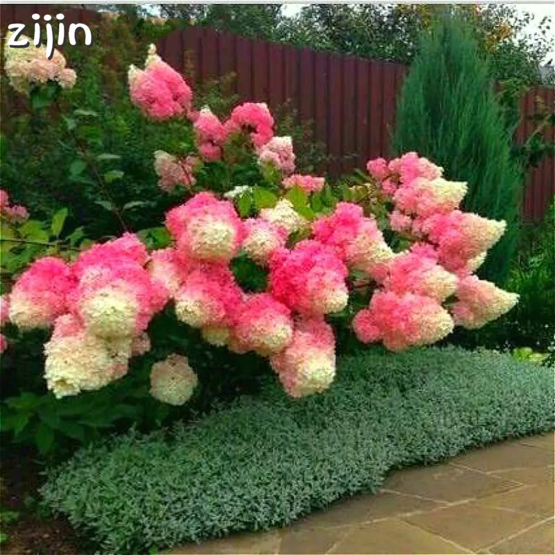 

20pcs Hydrangea Paniculata vanilla Fraise Strawberry Hydrangea bonsai Flower Potted Plant For Home Garden