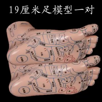 

19CM Lettering pvc foot mannequin meridian acupoint reflection area map / medical massage sole point tool teaching 2pc A339