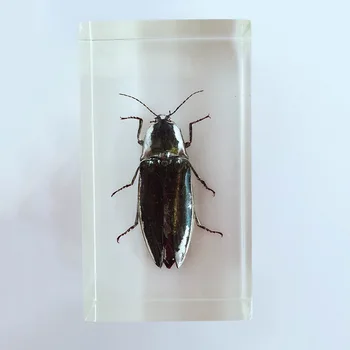 

True Insect Elater Embedded Specimens Transparent Resin Elater Specimen Model Biology Entomology Teaching Aids Resin Craftwork