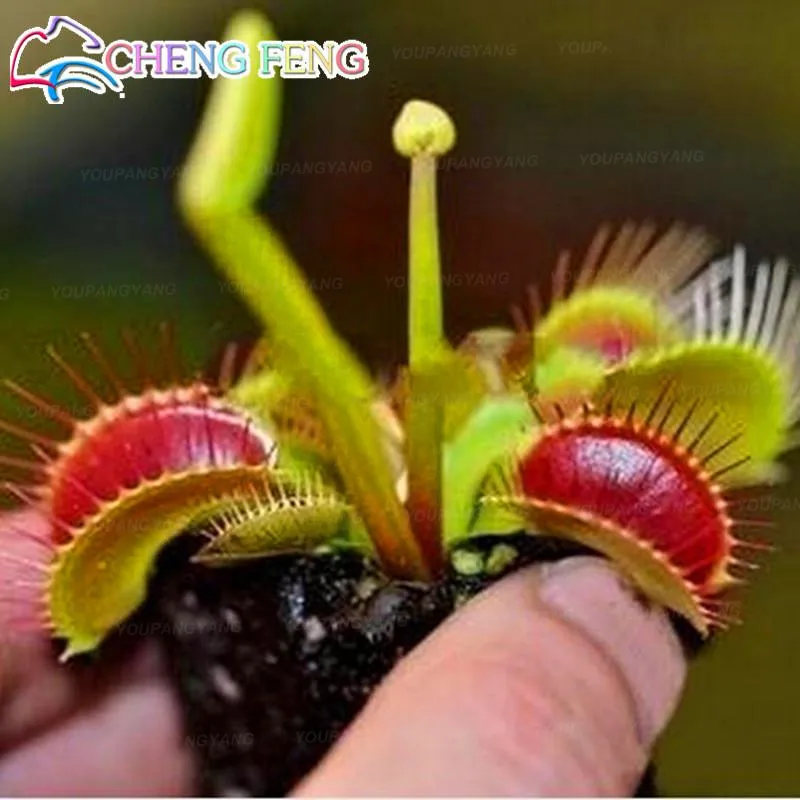 

300pcs/lots Flytrap Plant Multifarious Nepenthes Carnivorous Plantas Bonsai tree Giant Clip Venus for Garden Flower Decoration