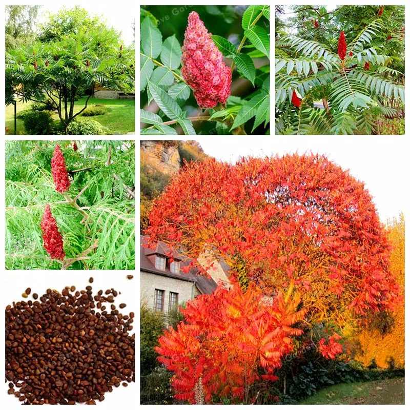50 Pcs Rare Rhus Typhina Bonsai Strong Adaptability Staghorn Sumac Tree