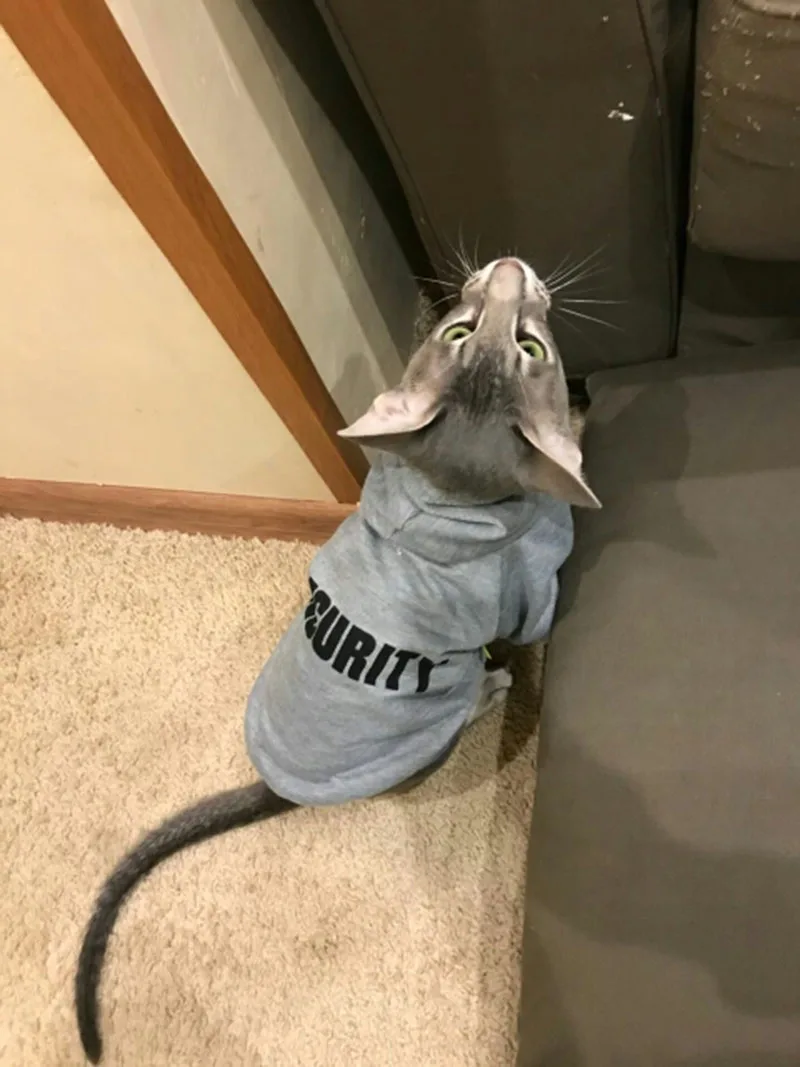 HTB1rDOPczrguuRjy0Feq6xcbFXaU