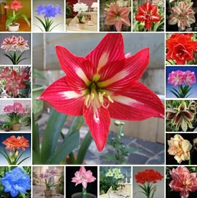 Распродажа! шт./пакет 120 смешанные Amaryllis карликовые деревья, балкон сад лилии завод и карликовые деревья цветочный горшок для дома комнатные