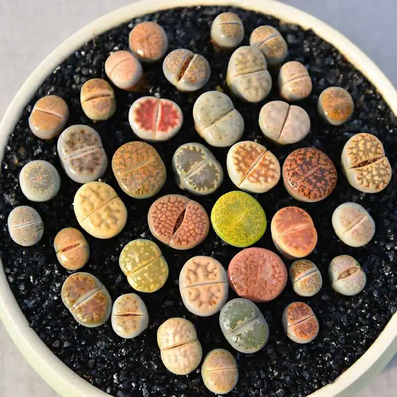 

Rare Mix Lithops Bonsa Living Stones Succulent Cactus Organic Garden Bulk Bonsai plant For Indoor Succulent Plants-004