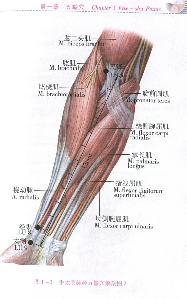 18.4x12.8 см 145 страниц китайской акупунктуры книжной иллюстрации определенных акупунктурные точки (китайско-английский) книги Libros