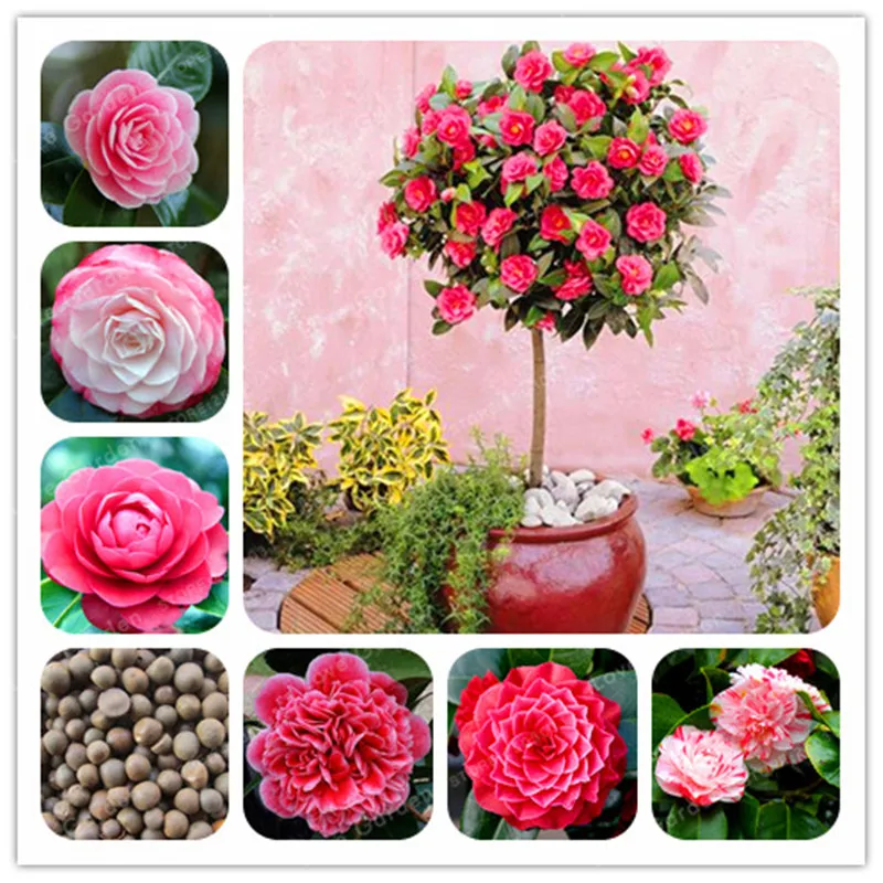 Большие цветы 100% реальные Камелия бонсай горшках цветы бонсай завод 24 цвета доступны дома и сада 2 шт./пакеты
