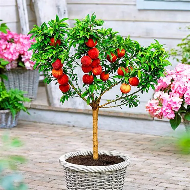 ZLKING 25 Kinds Of Best selling Garden Fruit Fast Growing Tree Ground