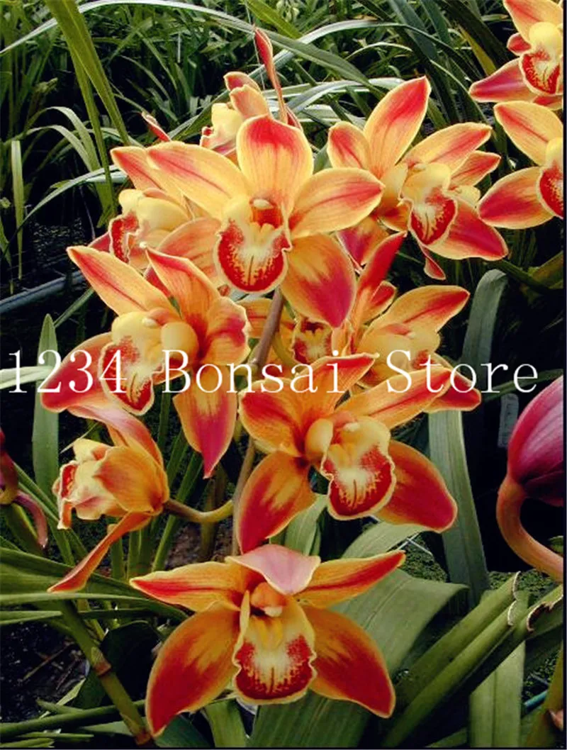 Sale!100 Pcs Exotic Cymbidium Flore Rainbow Chinese Orchid Flower