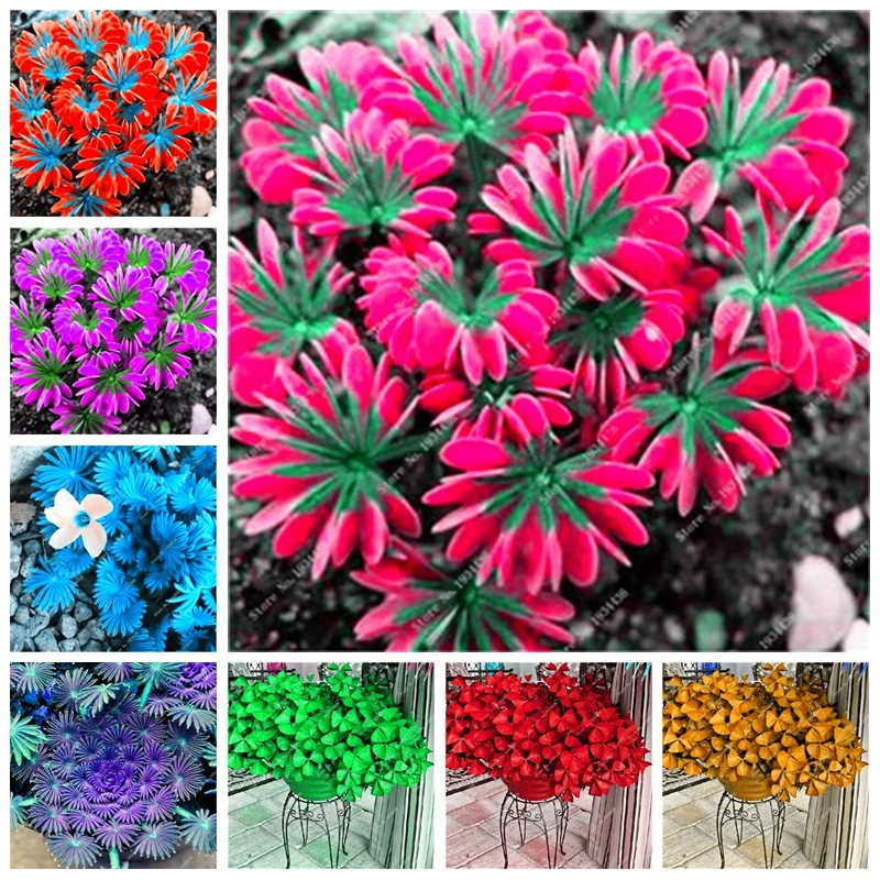 

Free Shipping 100 Pcs Bonsai Oxalis Versicolor Flowers World's Rare Flowers Garden Home Plant Flower Semillas Multi-Color Choose