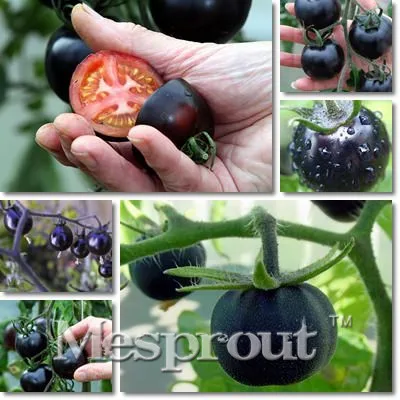 100 шт. черный Томатный Семена овощей для выращивания в комнатных условиях и фрукты растение устойчивы к болезням очень вкусно питательный