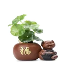 Милые свинья чай питомец