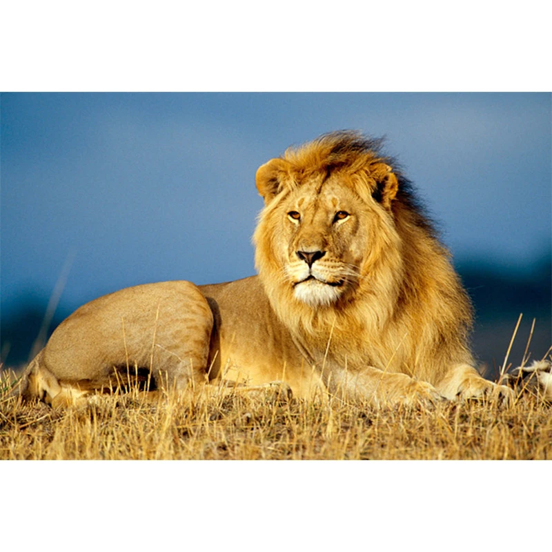 

DIY 5D Diamond Mosaic Lion Tiger Handmade Diamond Cross Stitch Kit Diamond Embroidery Pattern Rhinestone Art