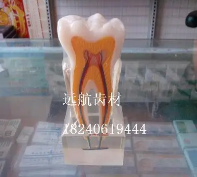 

Dental model Crystal teeth Monomer profile model Dental materials free shipping