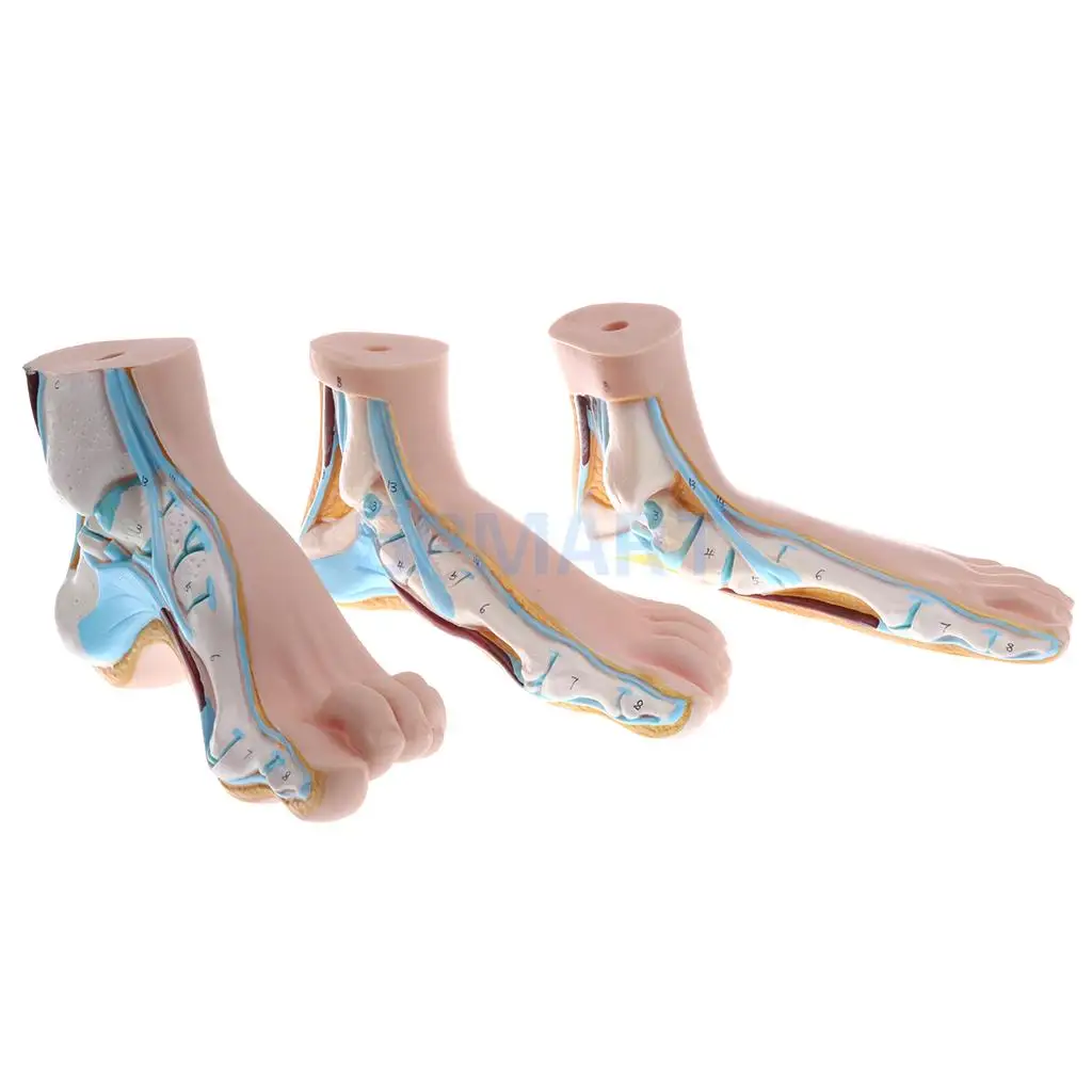 

1:1 Lifesize Set of 3 Pieces Human Normal Flat Arched Foot Anatomical Model Lab Equipment