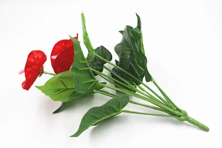 Anthurium Bonsai Indoor Plant Bonsai Flower Bonsai DIY Balcony Flower leaf plant For The Garden Home Anthurium Bonsai Indoor Plant Bonsai Flower Bonsai DIY Balcony Flower leaf plant For The Garden Home
