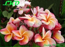 7-15inch Rooted Plumeria Plant Thailand Rare Real Frangipani Plants no28-Beautyful-Thailand