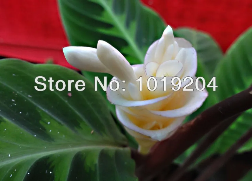Aliexpress A Rare White Rabbit Rose Group Of 200 Getsubject Aeproduct