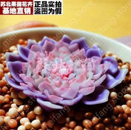 

Freeshipping 60pc German imports of potted flowers sedum succulents radiation wonderful fleshy Purple Goddess of Mercy
