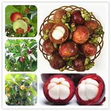 Семья Clusiaceae Garcinia Mangostana бонсай Evergreen дерево фиолетовый Mangosteen фрукты бонсай скорость 95% сад завод 20 шт. горшках