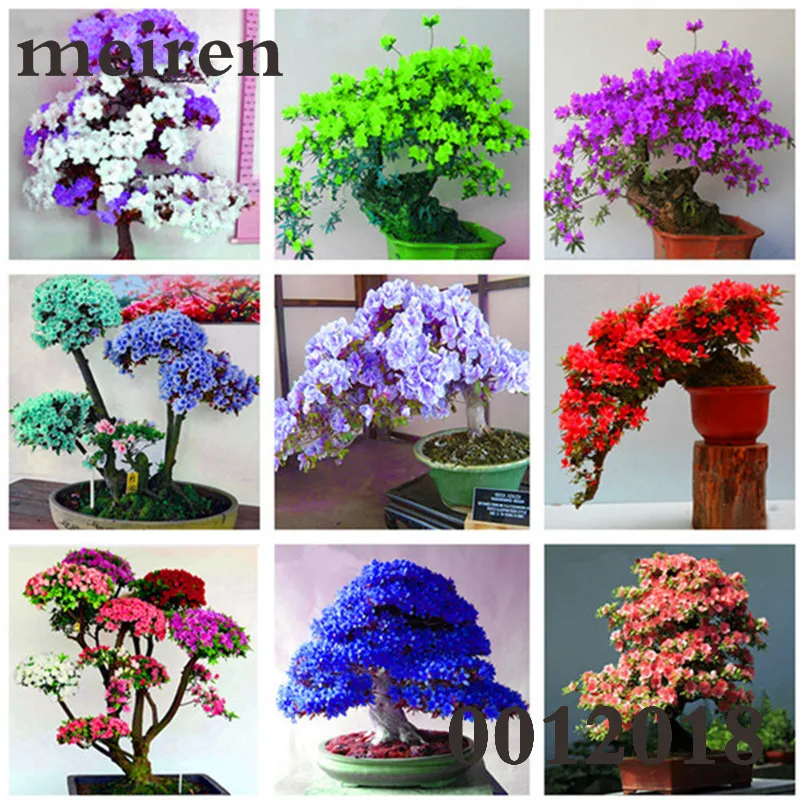 100 pcs/bag Japanese Azalea Bonsai,Rhododendron Azalea Outdoor Flower