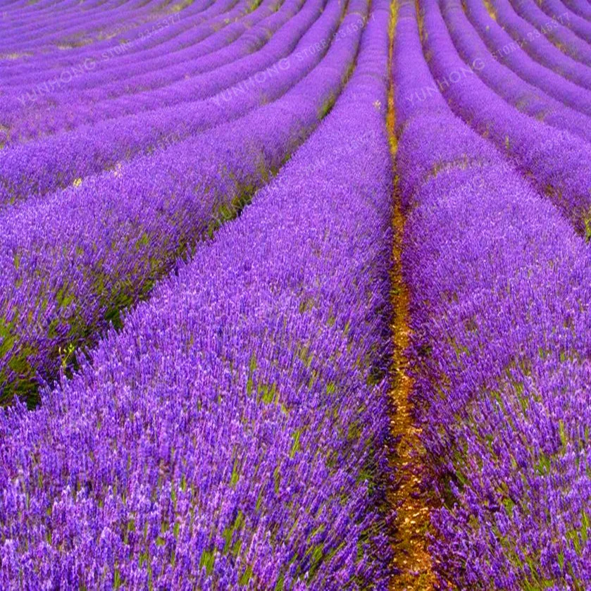 Buy 100 French Provence Lavender Bonsai