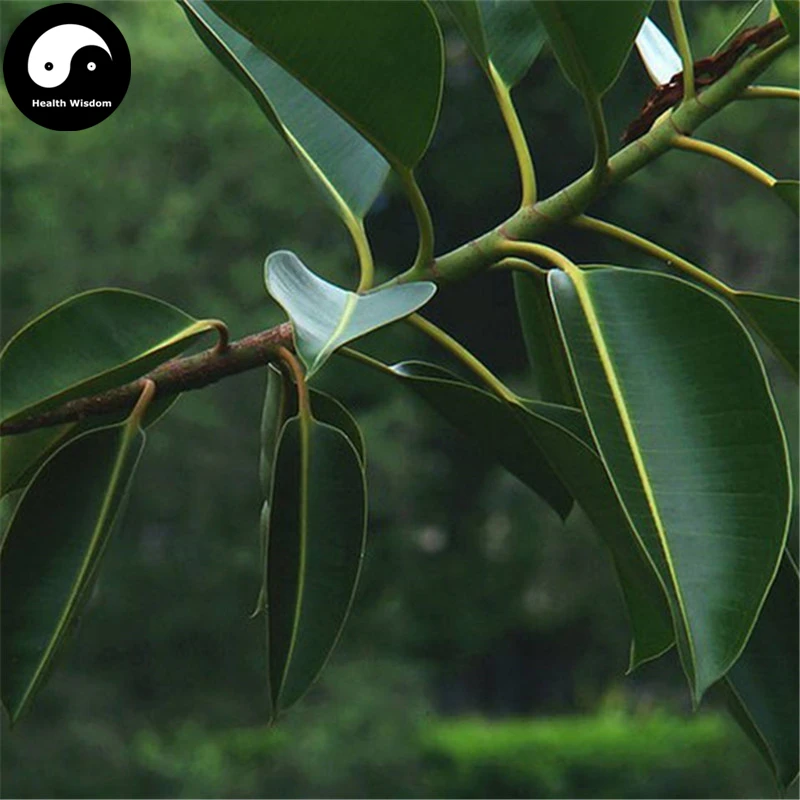 

Buy Ficus Altissima Tree Semente 50pcs Plant Ficus Altissima Tree Da Ye Rong