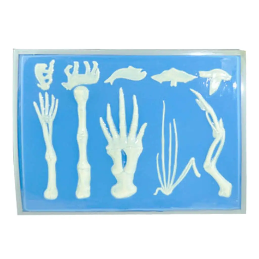  Vertebrate Anterior Limbs Bone Skeleton Model for Biology Learning School Teaching Tool Learning Di - 32974064467