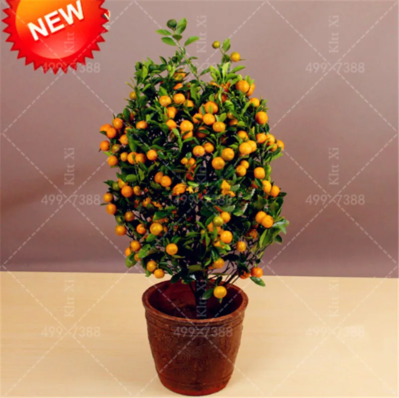 

Best-Selling! 20 pcs/bag Balcony Patio Potted Fruit Trees Planted Bonsai Kumquat Plants Orange Garden Tangerine Citrus