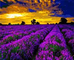 205 5 De Réductionmahuaf X1147 Coucher De Soleil Sur Lavande Champ Paysage Peinture à Colorier Par Numéros Numérique Peint à La Main Toile