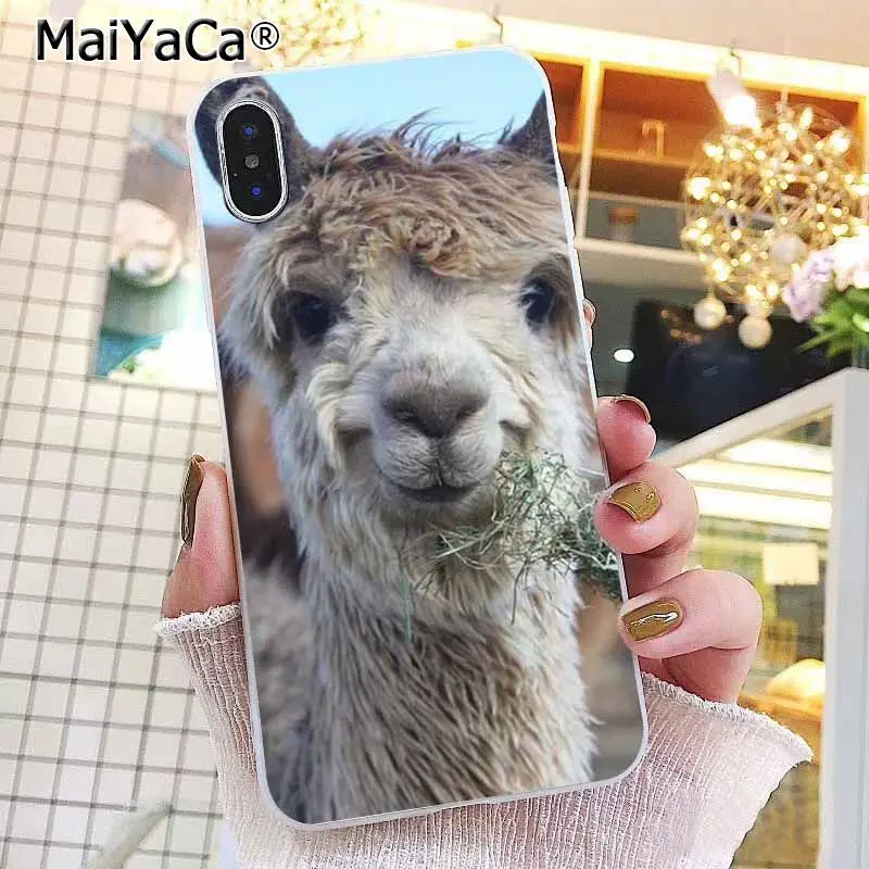 Lama Llama Alpacas Animal