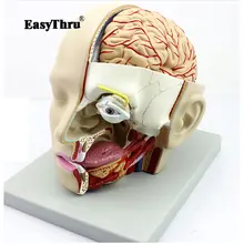 Human head anatomical model Anatomy of the skull sagittal sinus Oral nasopharyngeal model biology anatomy medical gift Human head anatomical model Anatomy of the skull sagittal sinus Oral nasopharyngeal model biology anatomy medical gift