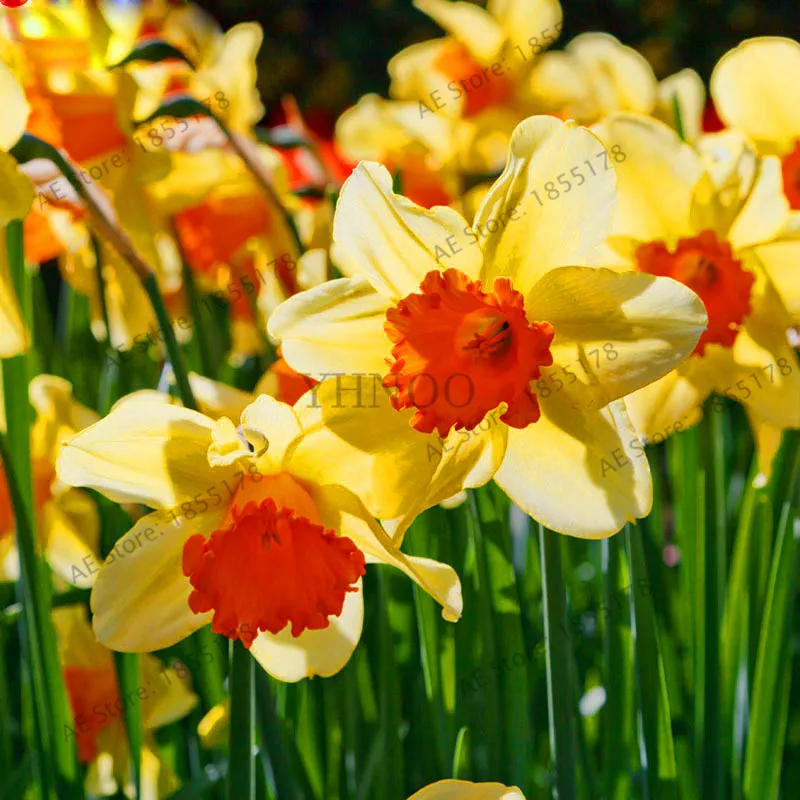 

New Fresh 13 Colour Daffodil Flower bonsai DIY Home Garden Plant Bonsia Absorption Radiation Narcissus Perennial100PCS,#5CC