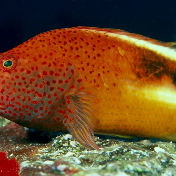 Close-Up Side View Of Blackside Hawkfish (Paracirrhites Forsteri) Above Reef Poster Print (38 x 24)