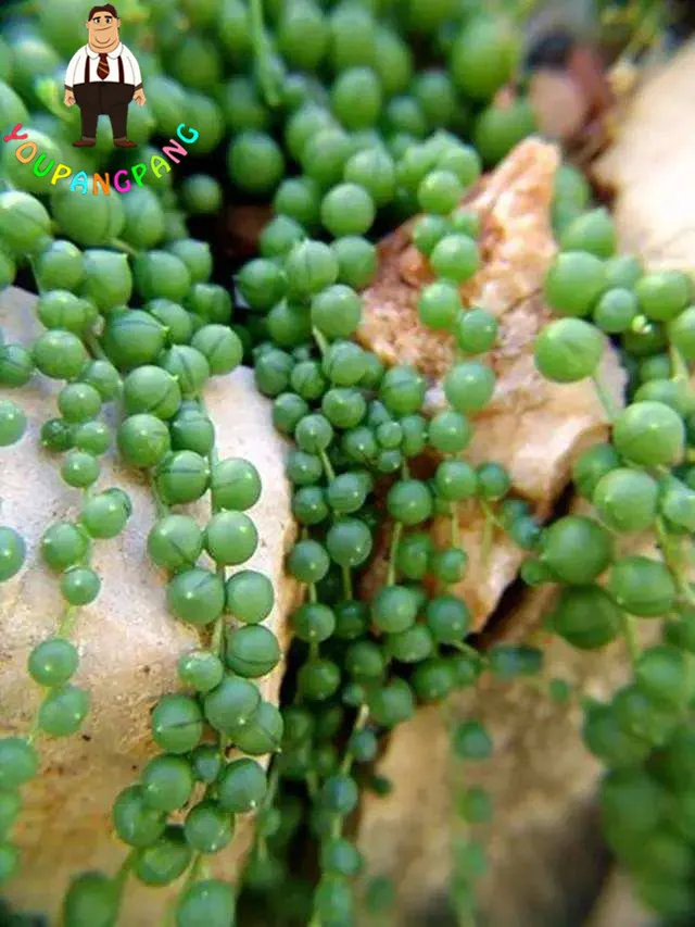 

Pearl Chlorophytum Succulent Plants bonsai Beads Senecio Rowleyanus bonsai Potted Plants Anti Radiation 100 Particles / lot