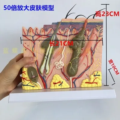 35x/50x трехмерная модель кожи структура кожи Анатомия косметические тренировочные средства - Цвет: 50X