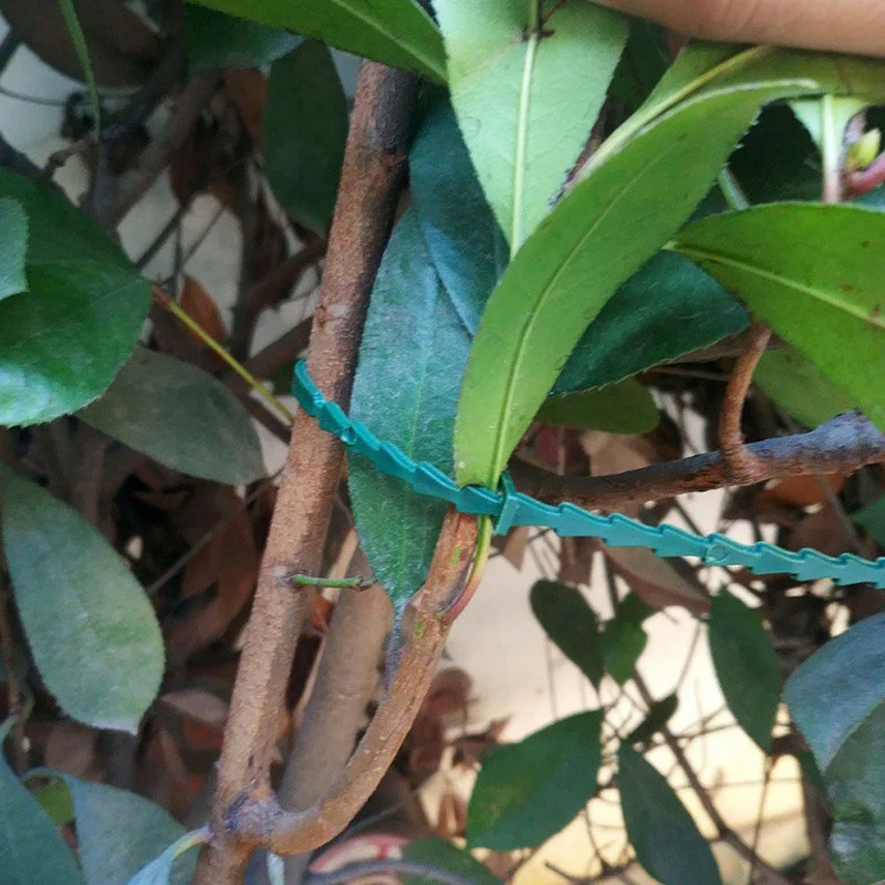 Grape Rattan Supports