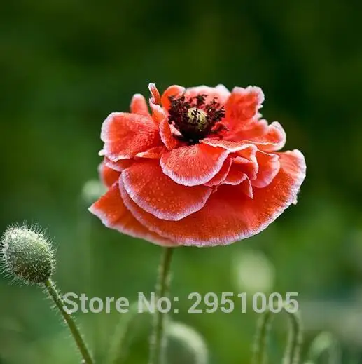 100 pz Fiore rosso onda onda mais papavero testa di fiore di lunghezza